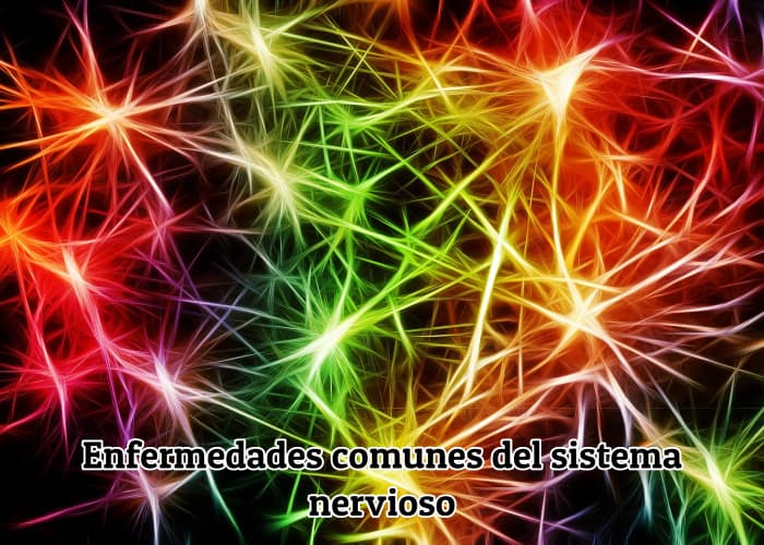 sistema-nervioso-diferenciado-con-varios-colores