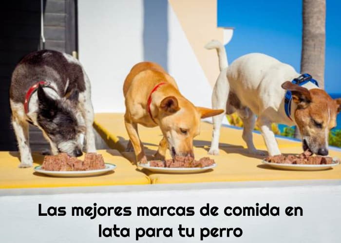 Las mejores marcas de comida en lata para tu perro