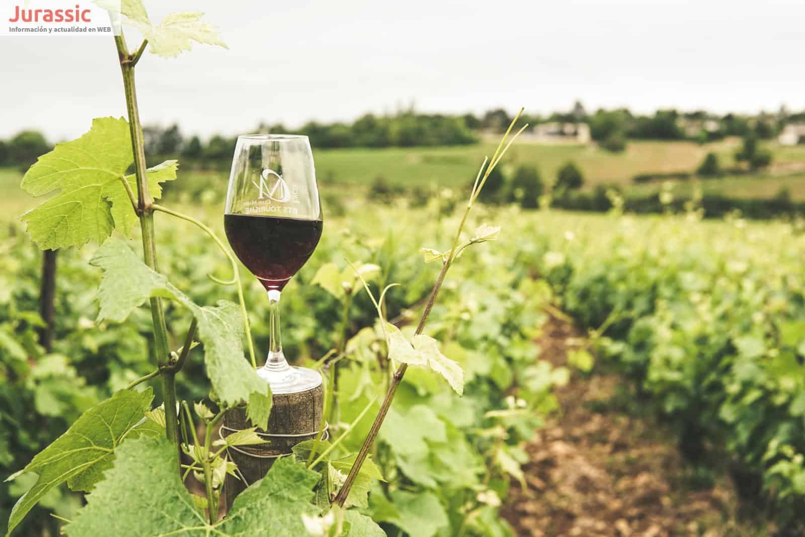 regalar cata de vinos