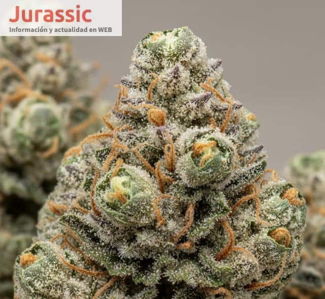 Detalle de flores de CBD con buena calidad