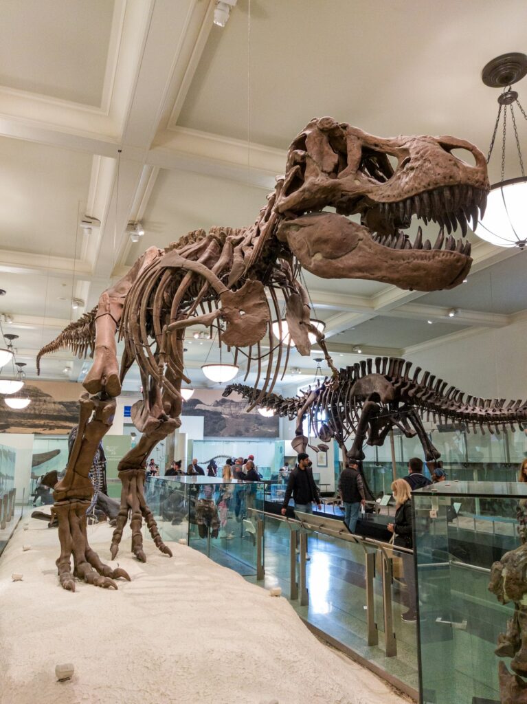 Esqueleto de dinosaurio expuesto en un museo, inspiración del cine de dinosaurios
